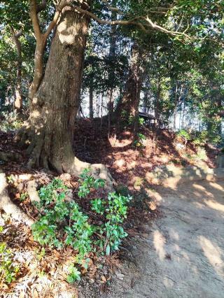 井野城の登城記録(マリリさん)